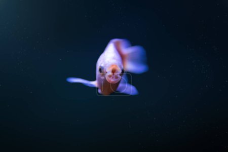 Kissing Gourami (Helostoma Temminckii) - Süßwasserfische
