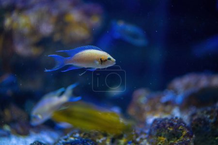 Photo for Princess Cichlid (Neolamprologus brichardi) - Freshwater Fish - Royalty Free Image