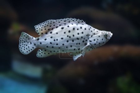 Panther Grouper fish (Cromileptes altivelis) or Humpback Grouper