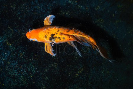 Orange and Black Koi Fish Cyprinus carpio)
