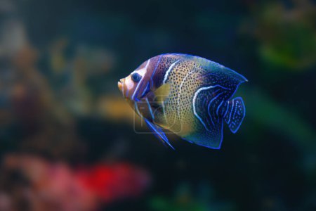 Téléchargez les photos : Coran Angelfish (Pomacanthus semicirculatus) ou Semicircled Angelfish - Poissons marins - en image libre de droit