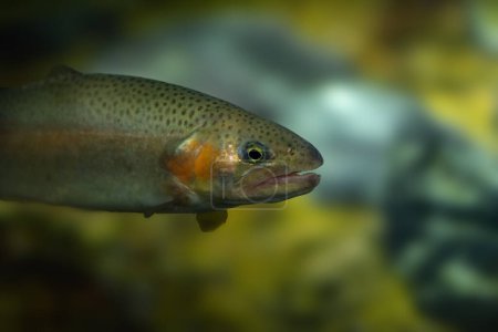 Photo for Rainbow Trout (Oncorhynchus mykiss) - Freshwater fish - Royalty Free Image