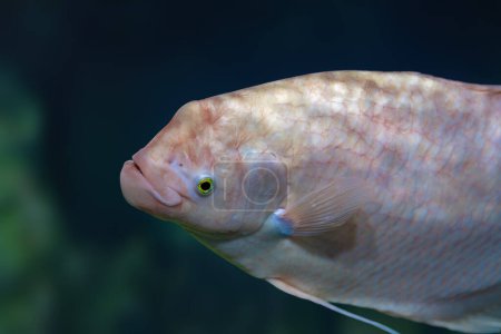 Albino Giant Gourami (Osphronemus goramy) - Freshwater fish