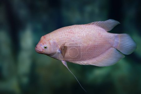 Albino Giant Gourami (Osphronemus goramy) - Freshwater fish