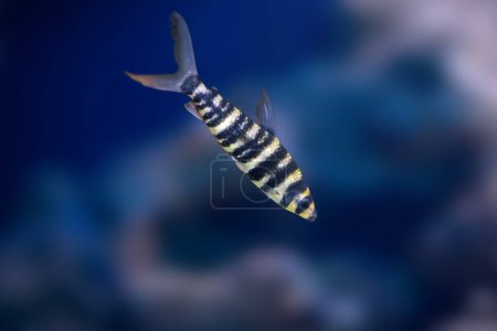 Banded Leporinus (Leporinus fasciatus) - Süßwasserfische