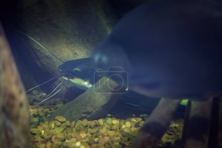 Photo for Redtail Catfish (Phractocephalus hemioliopterus) - Freshwater fish - Royalty Free Image