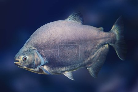 Photo for Tambaqui (Colossoma macropomum) - Freshwater fish - Royalty Free Image