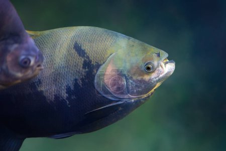 Photo for Tambaqui (Colossoma macropomum) - Freshwater fish - Royalty Free Image