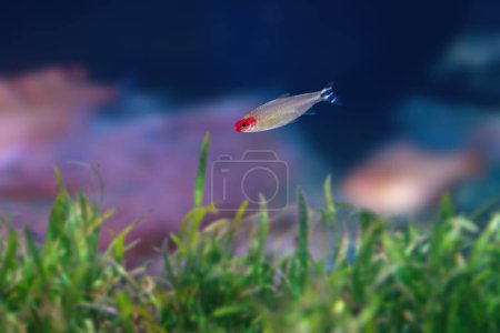 Rummy-nose Tetra (Hemigrammus rhodostomus) - Freshwater fish