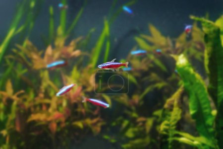Neon Tetra (Paracheirodon innesi) - Freshwater fish