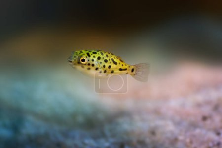 Photo for Green Spotted Puffer (Dichotomyctere nigroviridis) - Freshwater fish - Royalty Free Image