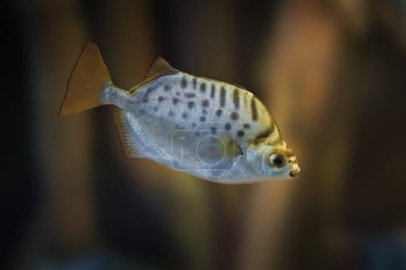 Gefleckte Scat (Scatophagus argus) - Meeresfische