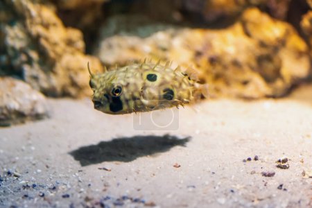 Téléchargez les photos : Porcs-épics à nageoires tachetées (Chilomycterus spinosus) ou Burrfish brun - Poissons marins - en image libre de droit