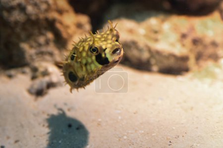 Téléchargez les photos : Porcs-épics à nageoires tachetées (Chilomycterus spinosus) ou Burrfish brun - Poissons marins - en image libre de droit