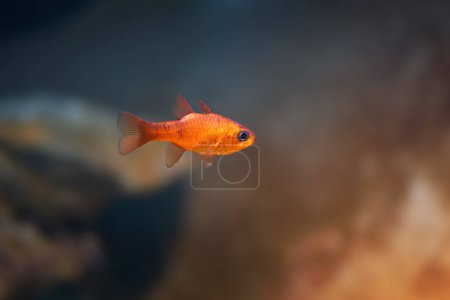 Flamefish brasileño (Apogon americanus) - Peces marinos