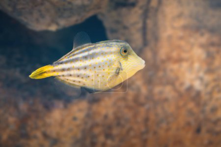 Orangefarbener Filefisch (Cantherhines pullus) - Meeresfische