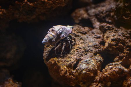 Photo for Thinstripe Hermit Crab (Clibanarius vittatus) - Royalty Free Image