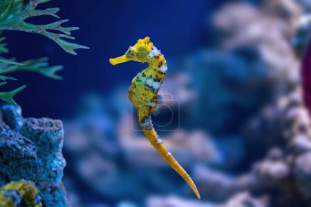 Yellow Slender Seahorse (Hippocampus reidi) or Longsnout Seahorse
