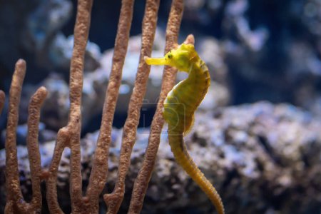 Caballo de mar delgado amarillo (Hippocampus reidi) o Caballo de mar largo