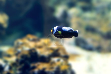 Clownfish à dos de selle (Amphiprion polymnus) - Poissons marins