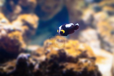 Clownfish à dos de selle (Amphiprion polymnus) - Poissons marins