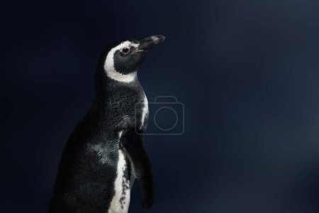 Magellanpinguin (Spheniscus magellanicus) - Südamerikanischer Pinguin
