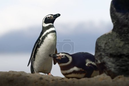 Téléchargez les photos : Pingouin de Magellan (Spheniscus magellanicus) - Pingouin d'Amérique du Sud - en image libre de droit