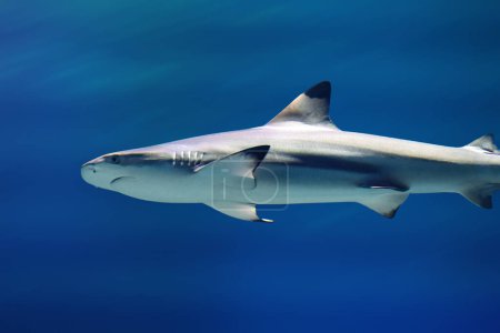 Foto de Tiburón punta negra (Carcharhinus limbatus) bajo el agua - Imagen libre de derechos