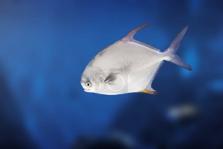 Snubnose Pompano (Trachinotus blochii) - Marine fish