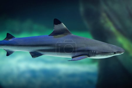 Foto de Tiburón punta negra (Carcharhinus limbatus) bajo el agua - Imagen libre de derechos