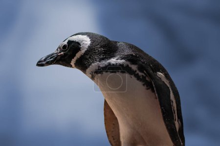 Téléchargez les photos : Pingouin de Magellan (Spheniscus magellanicus) - Pingouin d'Amérique du Sud - en image libre de droit