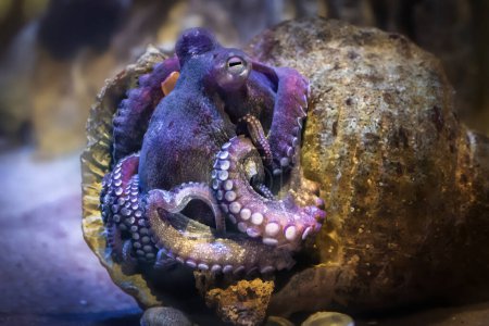Pieuvre commune sur une coquille (Octopus vulgaris)