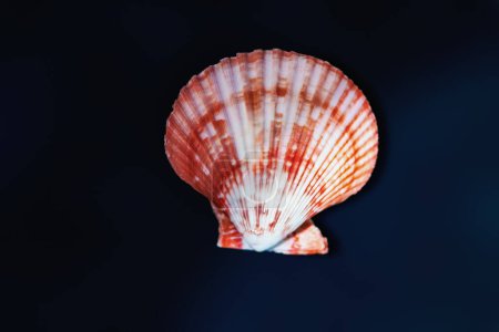 Photo for Red Scallop Shell (Mimachlamys crassicostata) - Seashell - Royalty Free Image