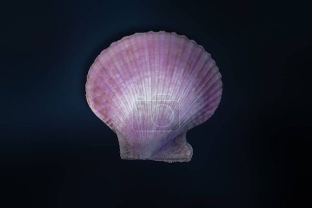 Photo for Purple Scallop Shell (Mimachlamys crassicostata) - Seashell - Royalty Free Image