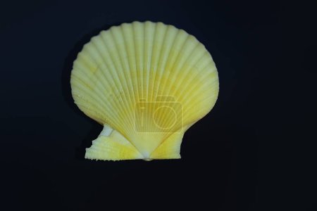Photo for Yellow Scallop Shell (Mimachlamys crassicostata) - Seashell - Royalty Free Image