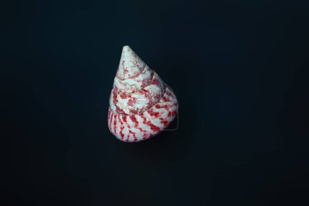 Cono superior de la cáscara (Tectus cono) - Seashell