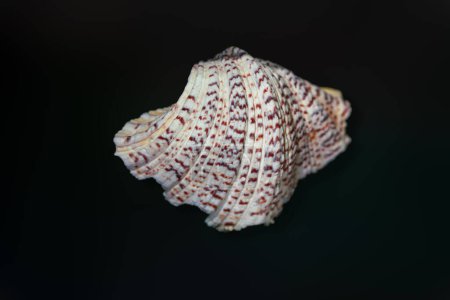 Horse Hoof Clam shell (Hippopus hippopus) - Seashell