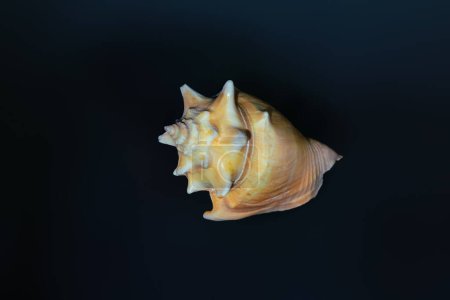 Florida Fighting Conch Shell (Strombus alatus) - Muschel