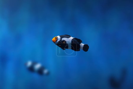 Téléchargez les photos : Onyx noir Clownfish (Amphiprion percula) - Poisson d'aquarium - en image libre de droit