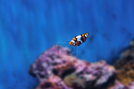 Téléchargez les photos : Clownfish orange (Amphiprion percula) - Poissons marins - en image libre de droit
