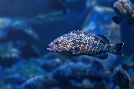 Photo for Dusky Grouper (Epinephelus marginatus) - Marine fish - Royalty Free Image