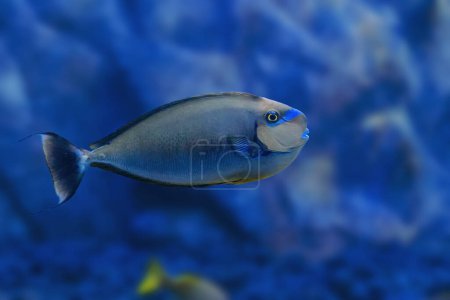 Bignose Unicornfish (Naso vlamingii) - Marine fish