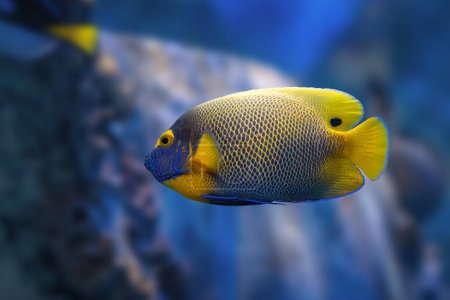 Blueface Angelfish (Pomacanthus xanthometopon) - Marine fish
