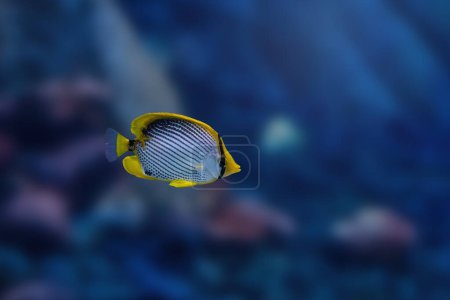 Blackback Butterflyfish (Chaetodon melannotus) - Marine fish