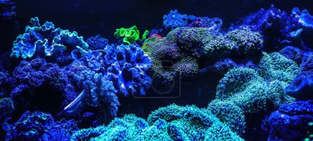 Acuario Corales bajo luz UV