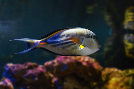 Sohal Surgeonfish (Acanthurus sohal) - Marine fish