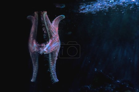 Foto de Cojín Estrella (Pentaceraster sp.) - Estrella de mar - Imagen libre de derechos