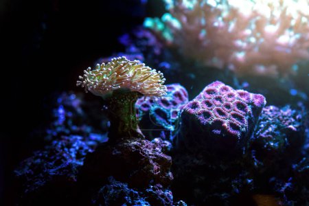 Foto de Antorcha de acuario Coral (Euphyllia sp..) - Imagen libre de derechos