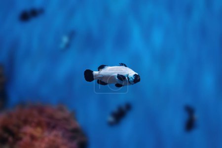 Morsures de givre noir Ocellaris Clownfish (Amphiprion ocellaris) - Poissons d'aquarium