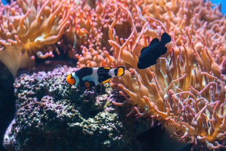 Picasso and Midnight Black Clownfish (Amphiprion percula) - Aquarium fish